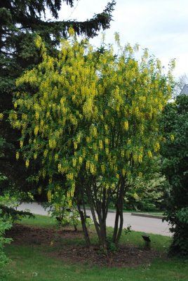 Laburnum anagyroides - štědřenec odvislý - celek v květu